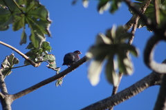Patagioenas flavirostris