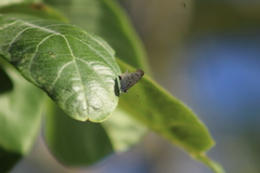 Leptotes cassius cassidula