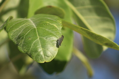 Leptotes cassius cassidula
