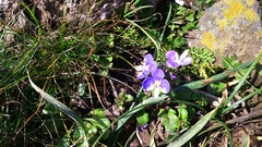 Veronica syriaca