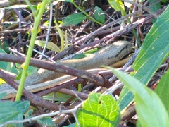 Mesotes strigatus