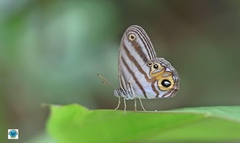 Chloreuptychia herseis