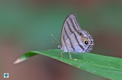 Chloreuptychia chlorimene