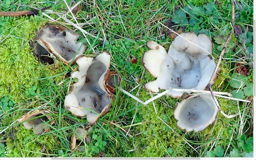 Geopora sumneriana image
