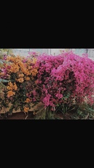 Bougainvillea