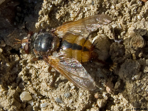Igelfliege
