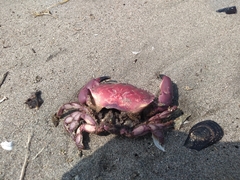 Platyxanthus orbignyi