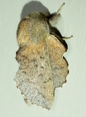 Phyllodesma
