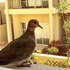 Streptopelia senegalensis