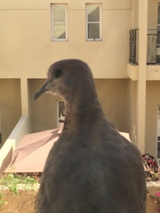 Streptopelia senegalensis