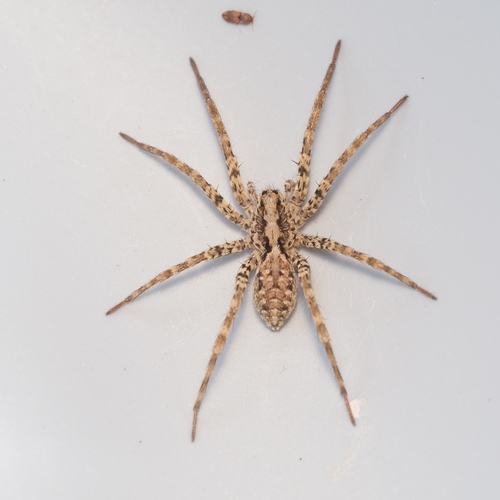 Drumming Sword Wolf Spider