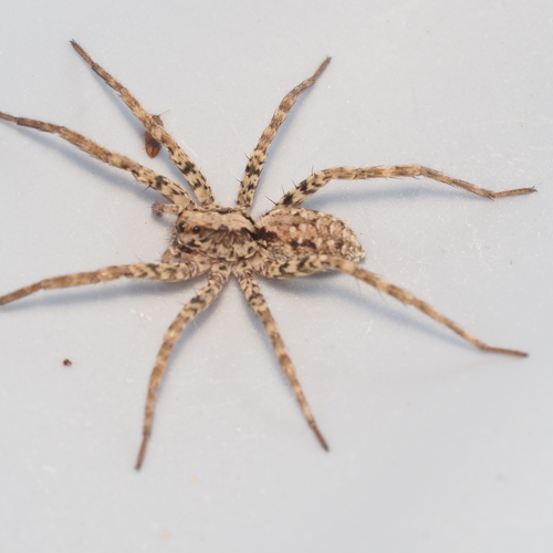 Drumming Sword Wolf Spider