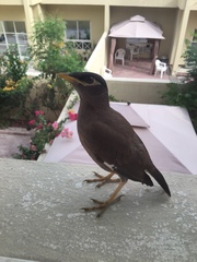 Acridotheres tristis