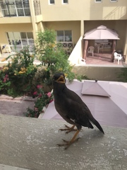 Acridotheres tristis