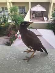 Acridotheres tristis