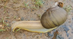 Natalina cafra