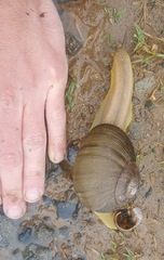 Natalina cafra