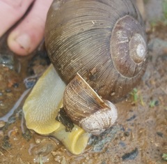 Natalina cafra