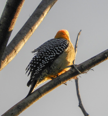 Melanerpes hoffmannii