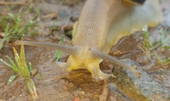 Natalina cafra