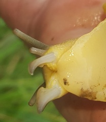 Natalina cafra