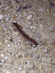 Macrosternodesmidae