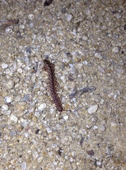 Macrosternodesmidae