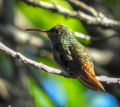 Amazilia tzacatl