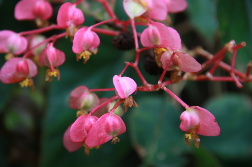 Begonia fissistyla