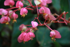 Begonia fissistyla