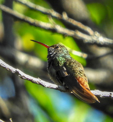 Amazilia tzacatl
