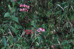Begonia fissistyla, photograph Steven Bodzin, CC BY, iNaturalist via GBIF