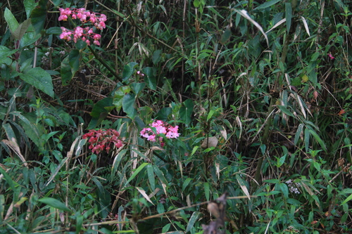 Begonia fissistyla, photograph 2