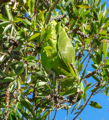 Amazona auropalliata
