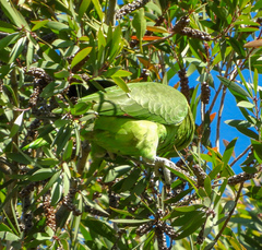 Amazona auropalliata