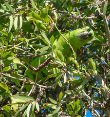 Amazona auropalliata