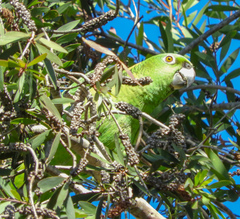 Amazona auropalliata