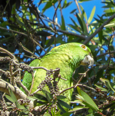 Amazona auropalliata