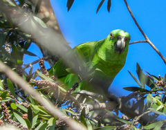 Amazona auropalliata