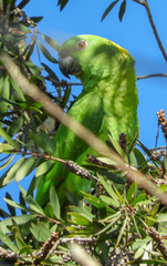 Image of Amazona auropalliata