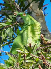 Amazona auropalliata