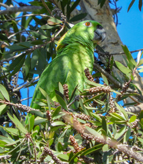 Amazona auropalliata