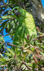 Amazona auropalliata