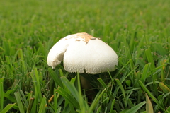 Chlorophyllum molybdites image