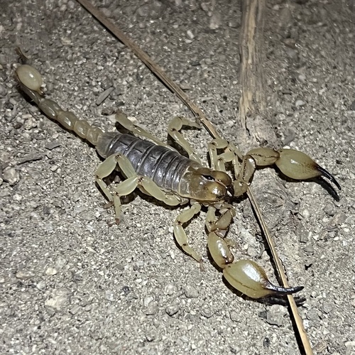 iNaturalist observation photo of California Swollenstinger Scorpion