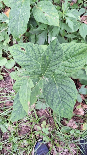 Image of Vincetoxicum acuminatifolium by (c) Violetta Dzizyurova, some rights reserved (CC BY)