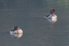 Aythya fuligula