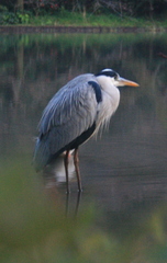 Ardea cinerea