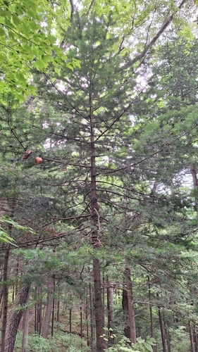 Needle fir (Abies holophylla)