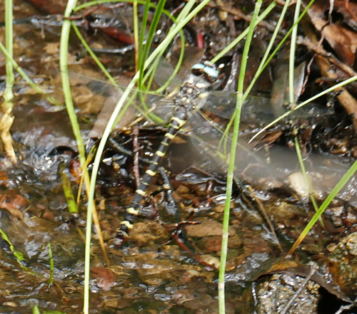 Apache Spiketail photo 5